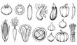 © Aktaruzzaman - Hand drawn summer vegetable icon set with tomato cucumber eggplant corn and harvest produce sketch isolated on white background
