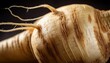 © Crystal - macro view of parsnip root vegetable with delicate fibers intricately detailed