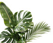 © PNG Studio 99 - Lush green tropical leaves arrangement isolated on png transparent background isolated on a transparent background