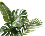 Lush green tropical leaves arrangement isolated on png transparent background isolated on a transparent background