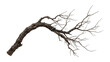 © Shanzida - Curved dead tree branch with rough dark bark and bare twigs on transparent background, PNG dry weathered wood cutout for eerie gothic designs and nature overlays