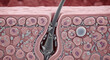 © Maksuda - 3d render of hair follicle and hair growth cycle, detailed medical illustration, scientific diagram