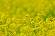 © Kenichi Hasegwa - 画面いっぱいのアブラナ畑