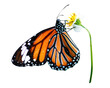 © Rawpixel.com - PNG butterfly, collage element, transparent background