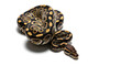 © B TEC  - Coiled ball python snake isolated on white background