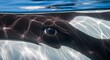 © Katep Studio - Extreme macro view of a killer whale orca eye just beneath the ocean surface with caustic sunlight patterns dancing across its black and white skin underwater.