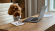 © Pavel - Brown toy poodle wearing white shirt stands beside laptop, notepad, glasses and pen on wooden desk in bright modern home office with natural daylight, cozy interior and calm work mood