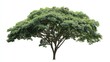 © Shahriar - fresh tree on white background for architecture.