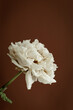 © alenagurenchuk - Dried white peony against a warm brown background, offering natural beauty and extensive copy space for branding or wellness concepts