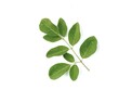 © Eka - A single branch of fresh green moringa oleifera leaves isolated on white background. Ideal for themes involving herbal medicine and healthy supplements