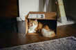 © Janice Rodriguez/Stocksy - Cat in a Shipping Box