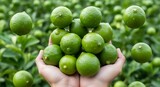 Fresh green limes in a hand.