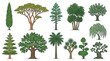 © Rozzie - Conjunto de ilustrações vetoriais de diferentes espécies de árvores isoladas em fundo branco, incluindo pinheiros, palmeiras, carvalhos e salgueiros em estilo de desenho detalhado.