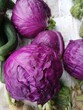 © Intan Ucy - Raw organic purple cabbage vegetables gathered together on a rustic surface