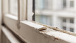 © Alpaca - caulk. Edge of an old wooden window frame showing weathered putty and fresh caulk. real-estate listings, architecture portfolios, designed for real-estate listing and luxury residence showcases.