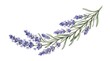 © Shahanaz - Lavender Branch with Purple Flowers on White Background
