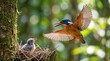 © RA - Bird flying towards nest with chick inside. Parent bird hovering near nest. Nature scene shows bird care for offspring. Springtime summer. Wild nature, animal themes. Natural light. Cute little bird.