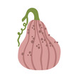 © Dasha - Pink autumn pumpkin isolated on white background. Cute pastel harvest vegetable clipart for fall decor and seasonal designs.
