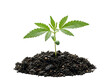 © Sourav Tarafdar - Young cannabis plant growing in soil, natural and fresh environment