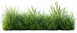 © Аrtranq - Fresh green grass tuft isolated on transparent background