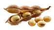 © Lena - Soybean pod with seeds and loose soybeans