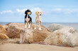 © otsphoto - two saluki puppies posing on a rock at the beach in summer