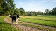 © Andika - Border collie dog walking on a countryside path in a sunny park