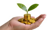 © Solene - Hand holding stack of gold coins with green sprout growing
