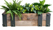 © pixogram - Rustic wooden planter box with lush green ferns and ivy, isolated on transparent background