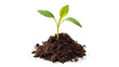 © novomir-png - Small green plant seedling sprout growing in a pile of soil isolated on transparent background cut out