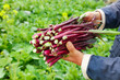 © LeThi - Fresh Red Ramps Wild Leeks Bundle Held in Hands Outdoor Garden Organic Vegetable Harvest