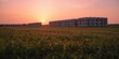 © Holo Frame - Green grass field hosting white plastic silage bales stacked for feeding animals under a glowing sunset