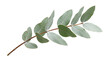 © Png ProTeam - Fresh green eucalyptus branch with aromatic leaves isolated on transparent background png botanical nature element for floral design digital graphic asset.