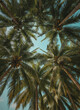 © KIMOG - Tall coconut palm trees seen from a ground perspective looking up towards a bright blue sky with scattered white clouds in a tropical environment outdoor.