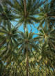 © KIMOG - Tall coconut palm trees seen from a ground perspective looking up towards a bright blue sky with scattered white clouds in a tropical environment outdoor.