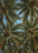 © KIMOG - Tall coconut palm trees seen from a ground perspective looking up towards a bright blue sky with scattered white clouds in a tropical environment outdoor.