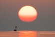 © Dr Ajay Kumar Singh - A Greater Flamingos and dramatic sunrise at Asker coast of Bahrain