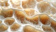 © James - Macro Texture of Intricate Mushroom Gills and Fungal Lamellae Structure