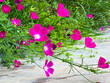 © Tuccera - Pink flowers blooming next to a sidewalk.