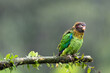 © RosellaMorales - Beautiful Brown-hooded Parrot (Pyrilia haematotis) in the wild resting among lush green foliage in the tropical rainforest of Costa Rica. Exotic wildlife photography of a native parrot.