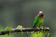 © RosellaMorales - Beautiful Brown-hooded Parrot (Pyrilia haematotis) in the wild resting among lush green foliage in the tropical rainforest of Costa Rica. Exotic wildlife photography of a native parrot.