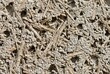 © AI Art - Macro texture of sustainable hempcrete block showing plant fibers