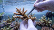 © Thimira - hands carefully using tweezers to remove debris from a piece of fragile, living coral in a restoration tank