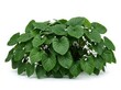 © PixelProCreative - A lush green bush with many heart shaped leaves growing in a garden during a bright and sunny spring day in the summer time isolated on white background