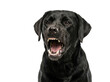 © IDA FAR - Aggressive black labrador retriever barking isolated on white background