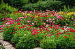 © ProArt Studios - Flourishing Colorful Flower Garden Bed Featuring Beautiful Red and Pink Persian Buttercups