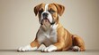 © Ablgz - Adorable Boxer puppy portrait, studio shot, neutral background, pet photography