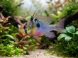 © KIMOG - Male Ram Cichlid (Mikrogeophagus ramirezi) in Planted Freshwater Aquarium