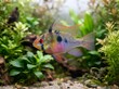 © KIMOG - Male Ram Cichlid (Mikrogeophagus ramirezi) in Planted Freshwater Aquarium
