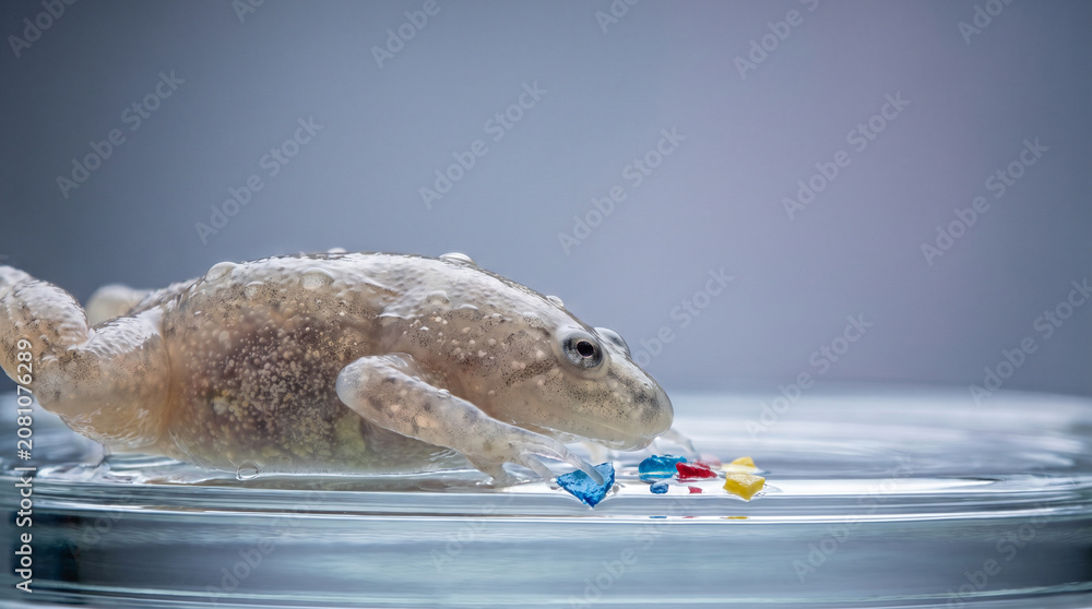 Ultra Macro Xenobot Contacting Microplastic Shards In Sterile Water ...